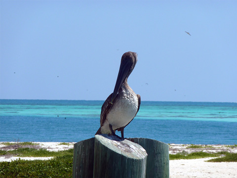 Explore Florida - how many pelicans can you count?